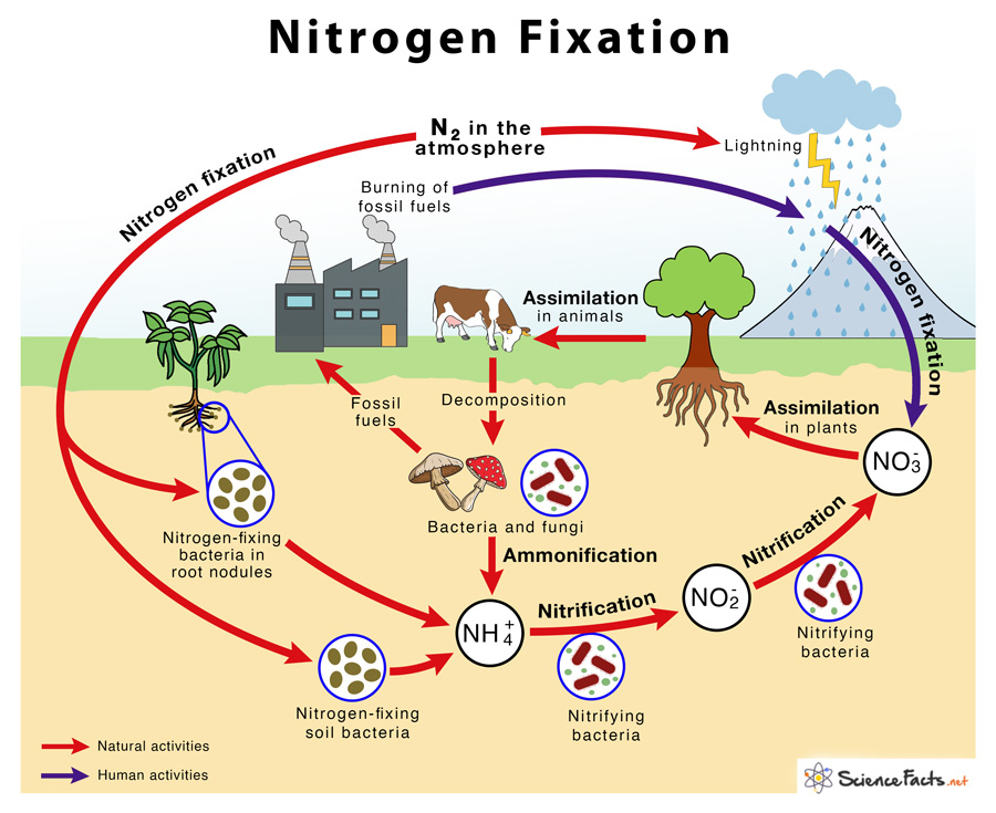 <p>The process by which bacteria convert atmospheric nitrogen gas into ammonia, usable by plants.</p>