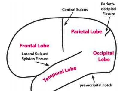 <p>separates occipital and temporal lobe </p>