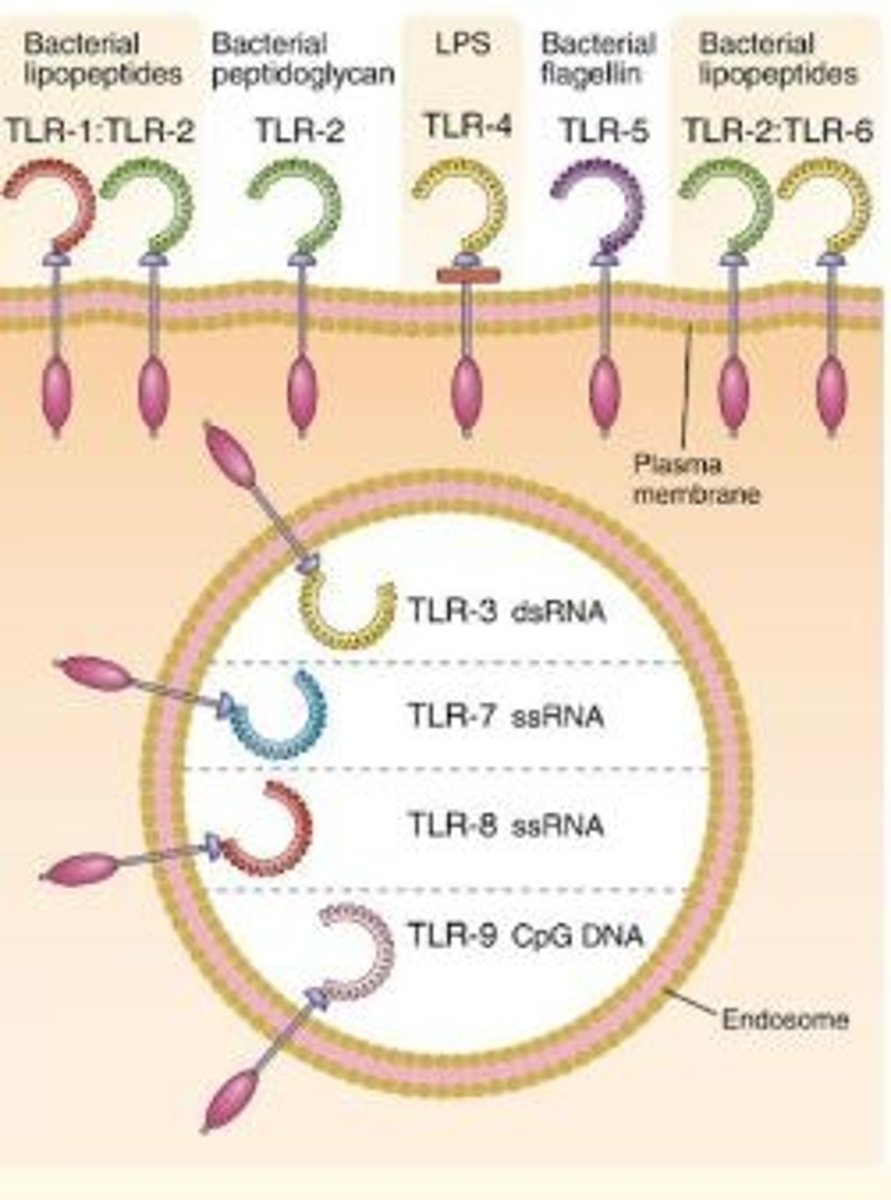 <p>- A type of PRR (type 1 transmembrane receptor)</p><p>- Recognizes PAMPs/DAMPs</p><p>- Set in motion a cascade of events inside the cell that amplifies and orchestrates a defense response to the pathogen</p>