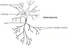 <ul><li><p>Neurons within the brain and spinal chord that communicate internally</p></li><li><p>Responsible for reflexes</p></li><li><p>Intervene with motor and sensory neurons</p></li></ul>