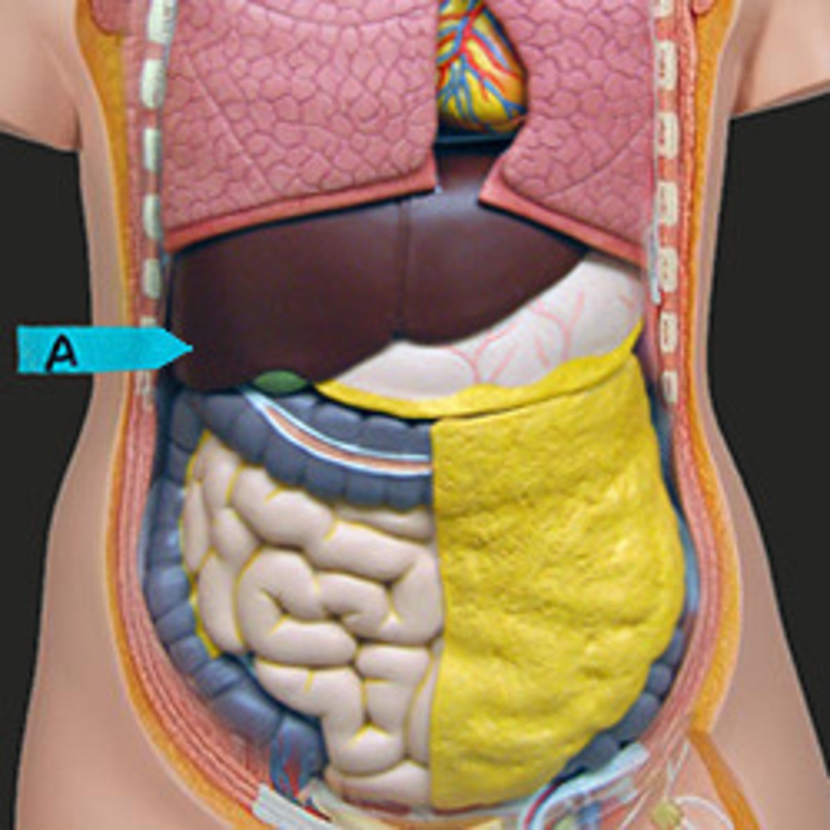 <p>Identify the membrane that covers these organs (be specific)</p>