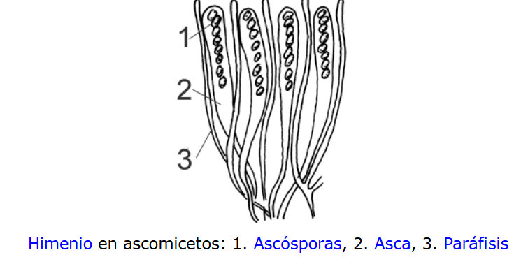 <p>Estructuras estériles filiformes localizadas entre los esporangios en el himenio.</p>