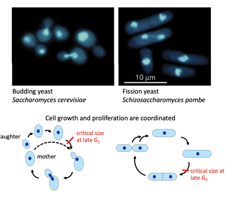 <p>Budding yeast:</p><ul><li><p>critical size: at G1</p></li></ul><p>Fission yeast</p><ul><li><p>Critical size at G2</p></li></ul><p></p><p>These features can be used to easily find know which stage the yeast is at in the cycle.</p><p></p>