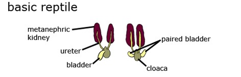 Kidneys with well developed nephrons for filtering blood, some lizards have specialized structures for filtering salt 