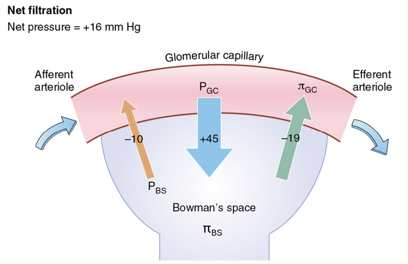 <p>NFP= 45-10-19+0</p>
