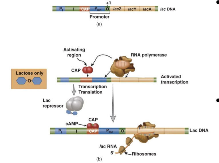 <p>lac repressor is constitutively transcribed (always expressed) and binds as a tetramer to lac operator O (+1 position) in the absence of lactose → blocks RNAP binding or initiation</p><ul><li><p>generally repressing most of the products from the lac operon but there is a low level of basal transcription</p></li><li><p>lac repressor is a trans acting factor binding to the lac operator which is a cis acting sequence</p><ul><li><p>trans acting factor: regulatory protein or factor that binds cis element to regulate gene expression</p></li><li><p>cis acting sequence: regulatory sequences of DNA/RNA that regulate gene expression by being bound by trans acting factor</p></li></ul></li></ul><p>turns on when glucose is unavailable and lactose is available - allolactose accts as an inducer</p><p>transcription is activated by CAP or cyclic adenosine monophosphate receptor protein which recruits RNA pol to the lac promoter: cooperative binding</p>