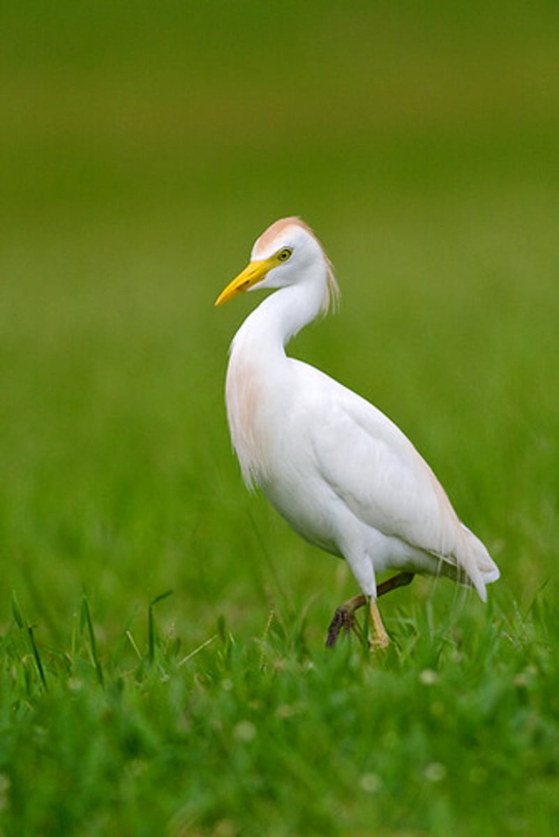 <p>Ciconiiformes</p>