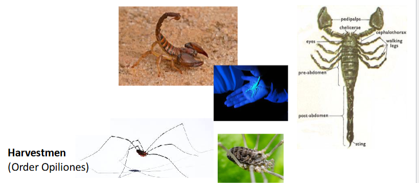 <p>order Scorpiones</p><ul><li><p>Nocturnal predators</p></li><li><p>Tagmata:</p><ul><li><p>Cephalothorax</p></li><li><p>Preabdomen</p></li><li><p>Postabdomen</p></li></ul></li><li><p>Pedipalps enlarged</p></li><li><p>String</p></li></ul><p>Harvestmen (Order Opiliones)</p><p></p>