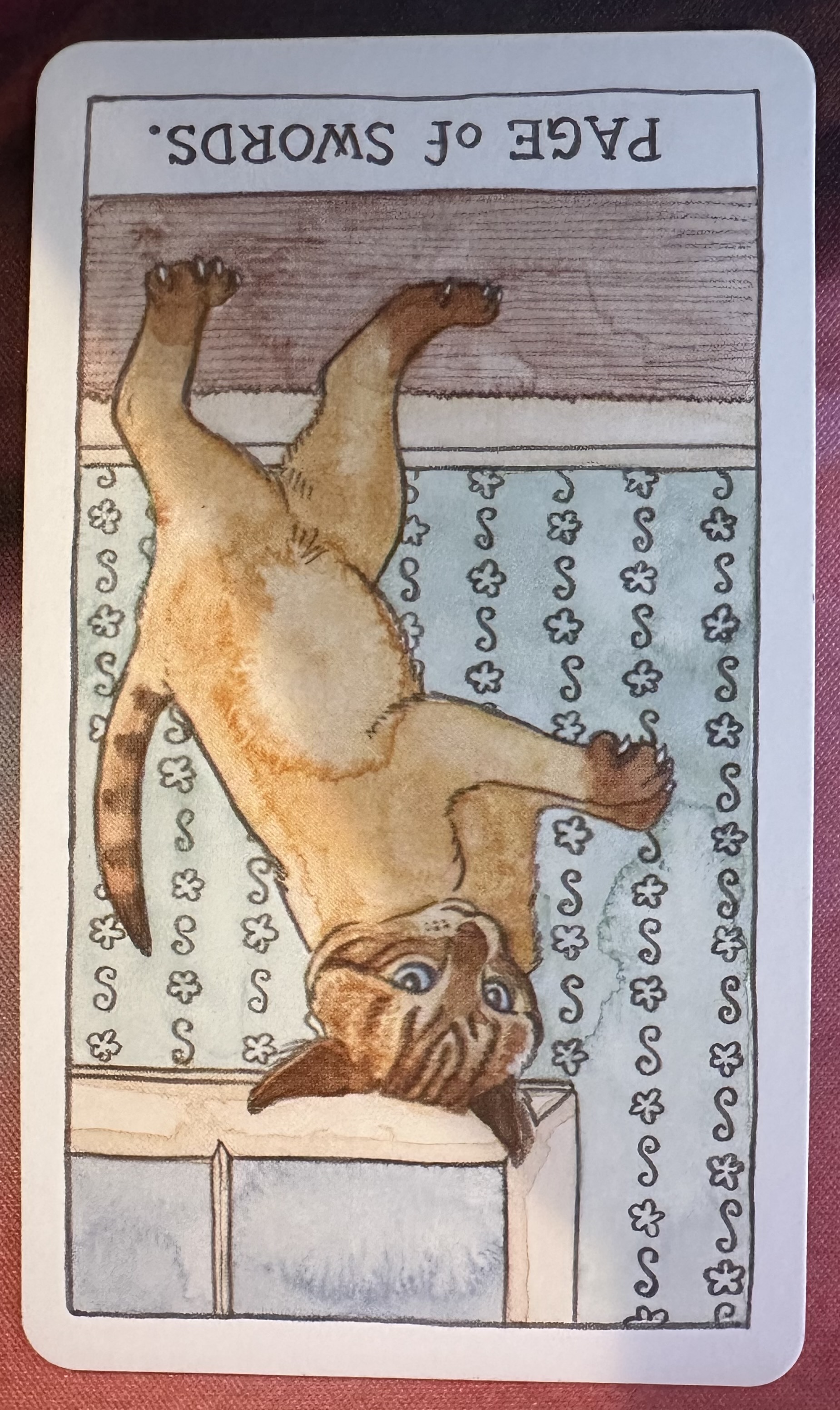 <p>Page of Swords Reversed</p>