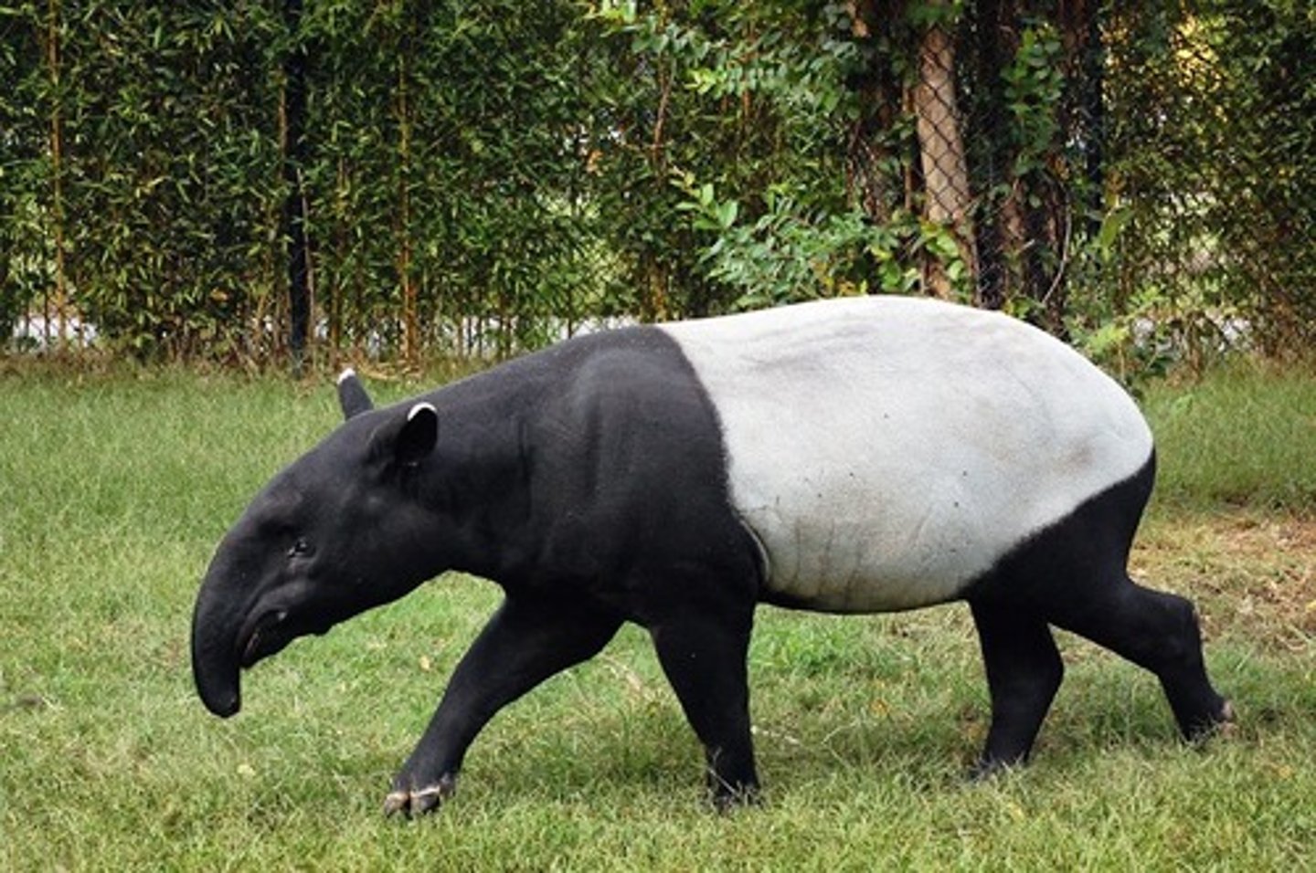 <p>prehensile proboscis, poor eyesight, herbivourous, 250-540 kg</p>
