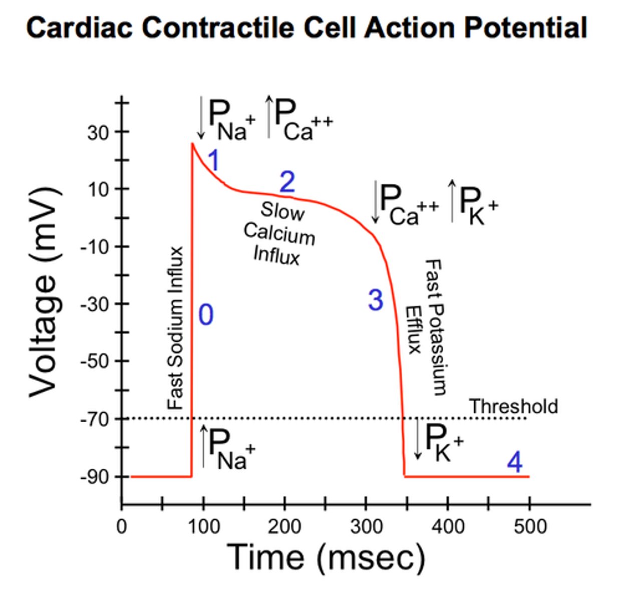 <p>produce contractions that propel blood</p>