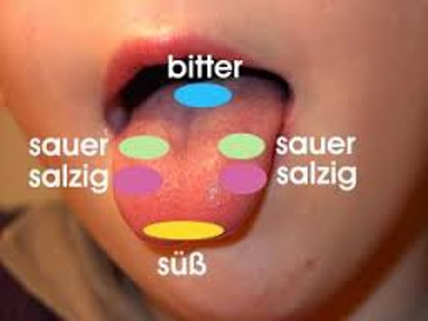 <p>sở thích, khẩu vị</p>