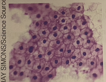 <p>identify tissue</p>
