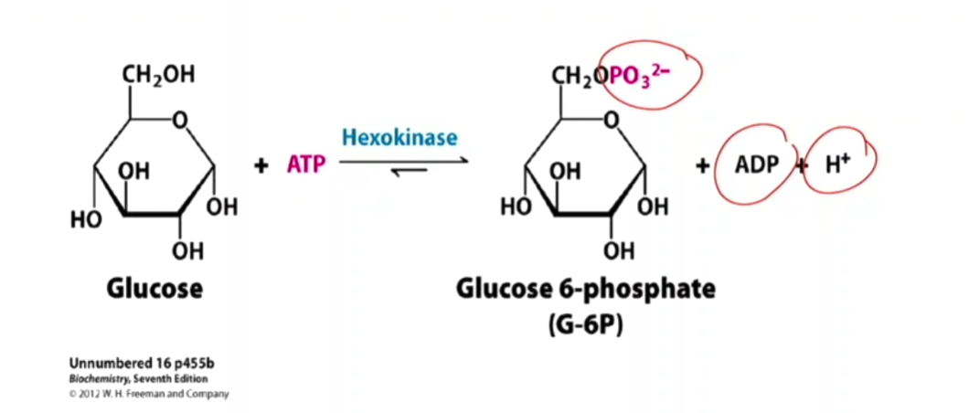 <ul><li><p>phosphorylation de glucose, on l’active. produit adp + H+</p></li><li><p><strong><em>2 buts:</em></strong></p></li></ul><ol><li><p>activer le glucose (groupement activateur P)</p></li><li><p>Bloquer la diffusion du Glucose: les Transporteurs de Glucose GLUT1-14 ne prenne pas le Glucose</p></li></ol><p></p>