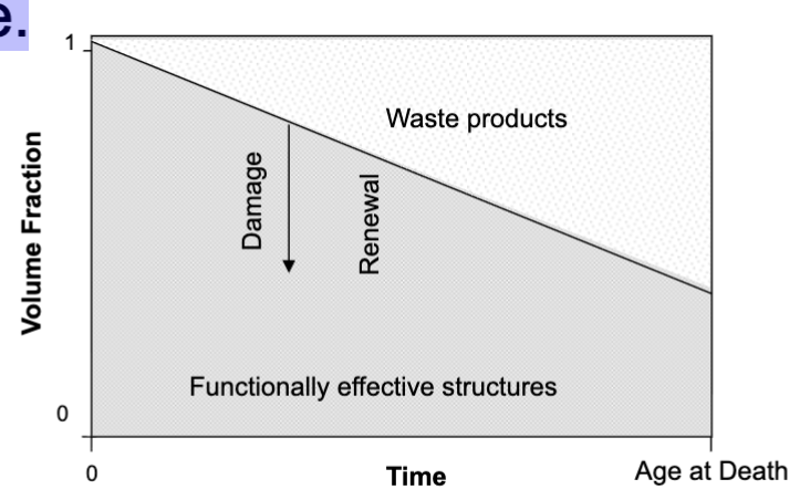 <p><span style="background-color: inherit; line-height: 22px; color: windowtext;"><span>More generic take on the theory that ageing is a build up of damage</span></span><span style="line-height: 22px; color: windowtext;"><span> </span></span></p><ul><li><p>Imbalance between oxidative damage and renewal of biological structures may lead to a progressive loss of functionally effective elements and accumulation of waste products with age.</p></li></ul><p>but- <span style="background-color: inherit; line-height: 22px; color: windowtext;"><span>Don’t know if it’s a result of ageing or a cause of ageing still</span></span><span style="line-height: 22px; color: windowtext;"><span> </span></span></p>