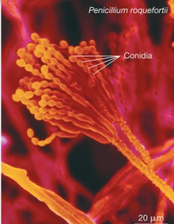<p><span style="line-height: 20.925px;"><span>Asexual spores called </span><strong><span>conidia</span></strong><span> and conidia can be dispersed by water or wind currents and grow into new hyphae when conditions are right&nbsp;</span></span></p>