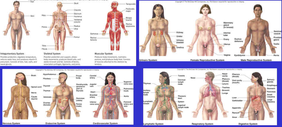 <p>A system consisting of two or more organs that collaborate for a common function; an organ can belong to multiple systems.</p>