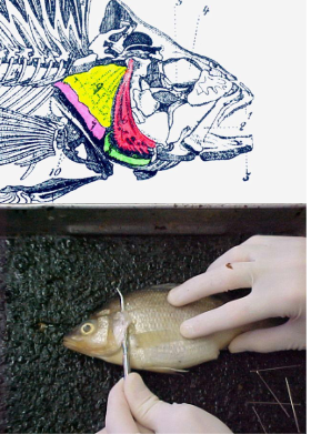 <p><br> Facial support.<br>• Protection of the gills.<br>• Four parts<br>• Vital for obtaining oxygen. Open as mouth closes<br>causing the pressure inside the fish the drop.<br>Water then flows towards the lower pressure<br>facilitating respiration. (hunting)</p>