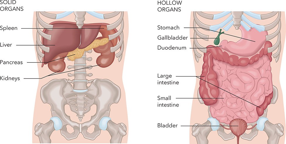 anatomy of the abdomen