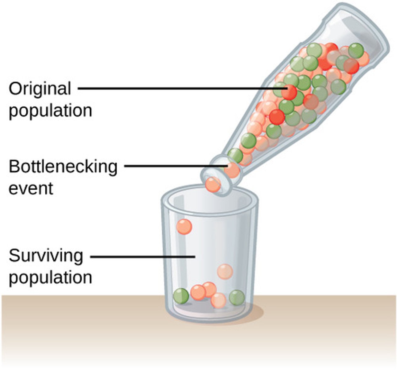 <p>bottleneck effect</p>
