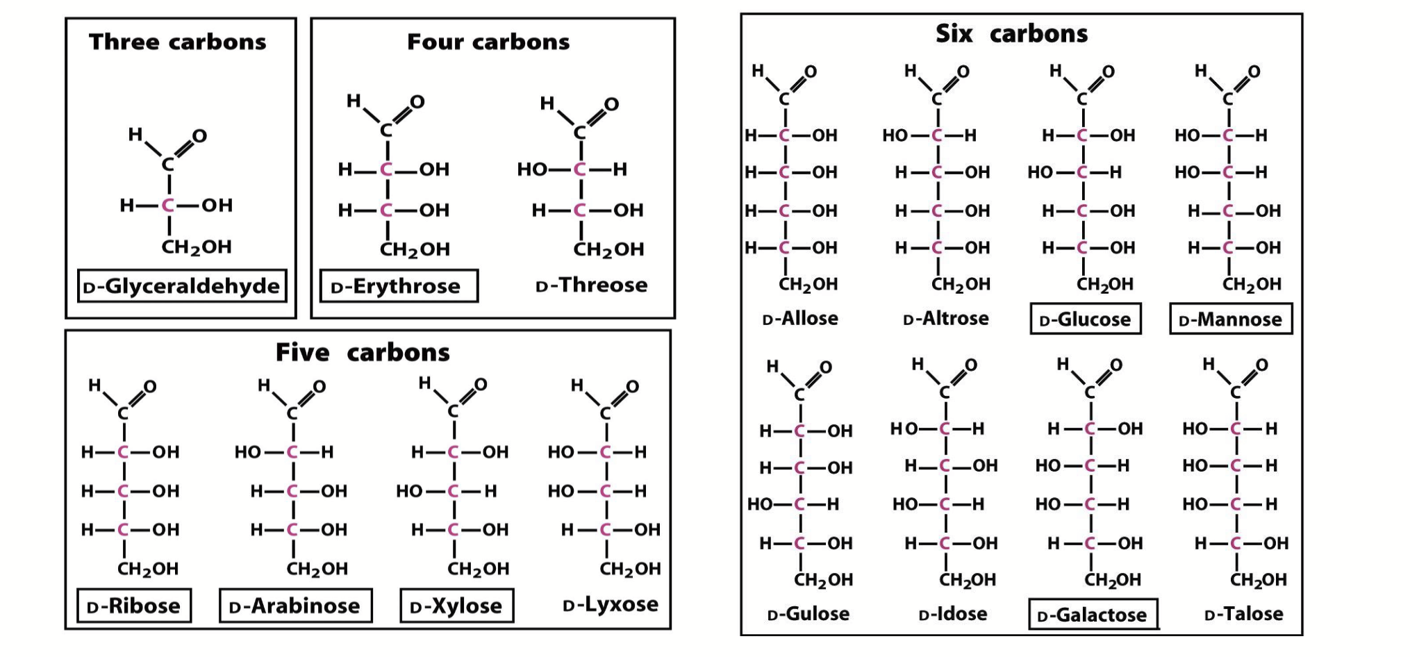 <p>1 more chiral centre than ketoses (isomeric forms determined by # chiral centres). There are always twice as many of these, compared to ketoses, for a given number of carbons.</p>