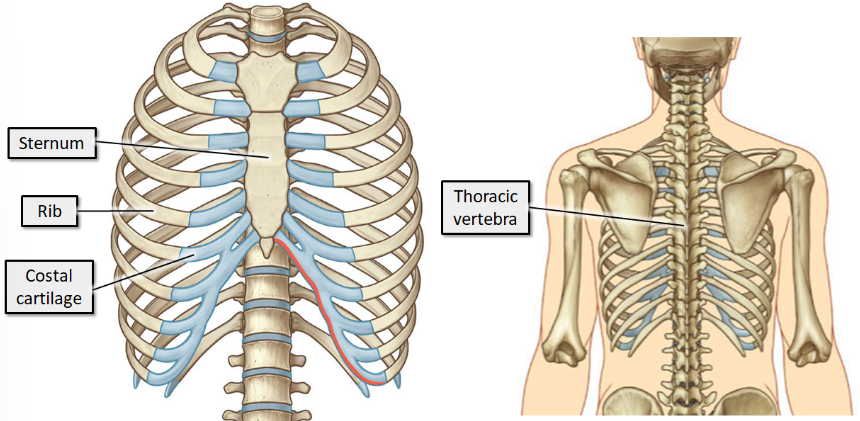 <ul><li><p>Provide attachment points for the muscles of respiration&nbsp;</p></li><li><p>Move to facilitate breathing&nbsp;</p></li><li><p>Provide protection for the vulnerable organs within the thorax&nbsp;</p></li></ul>