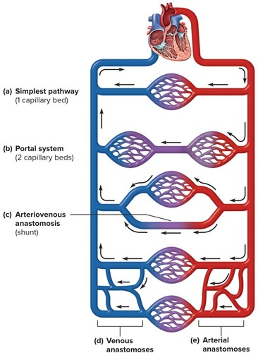 <p>A pathway where blood flows through two consecutive capillary networks before returning to the heart.</p>