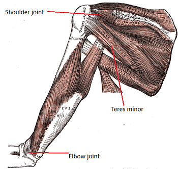 <p>Teres Minor </p>