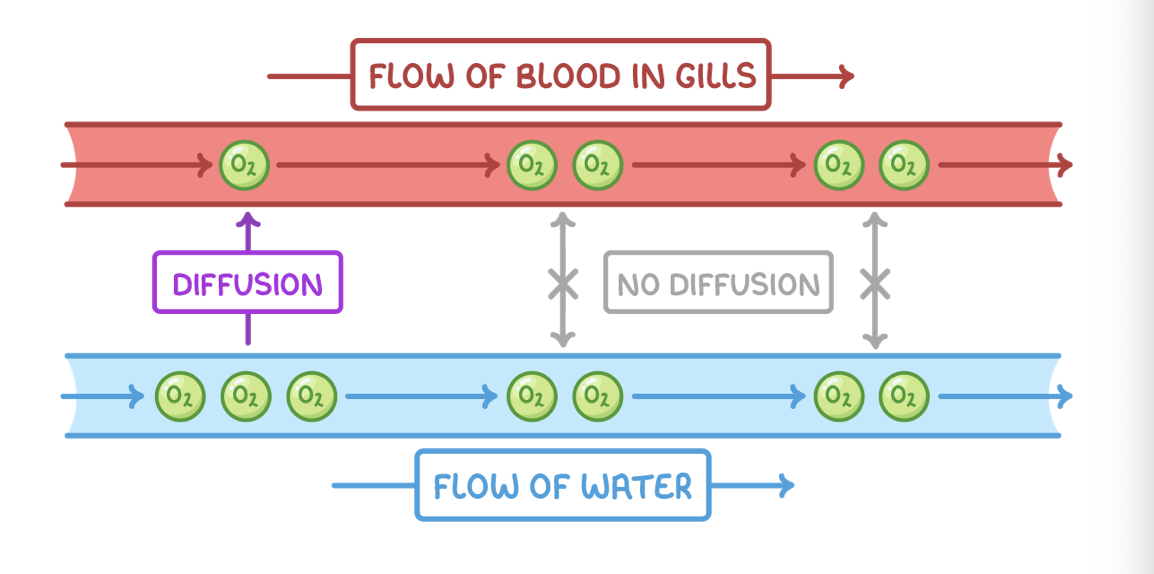 <p><span>Countercurrent exchange systems enable more efficient gas transfer than parallel flow, because parallel flow reduces the concentration gradient so less oxygen can be absorbed.</span></p>