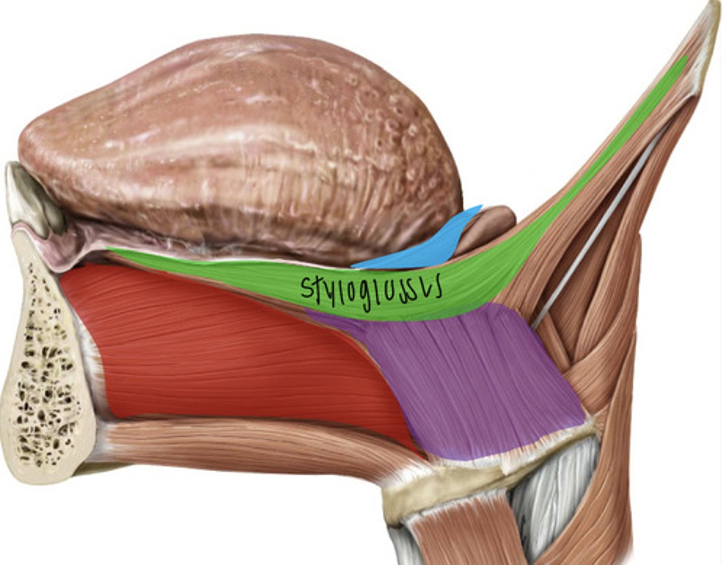 <p>styloglossus</p>