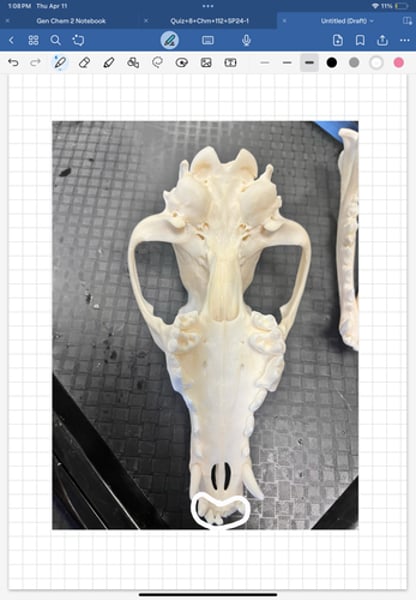 <p>anterior most teeth of mammals</p>