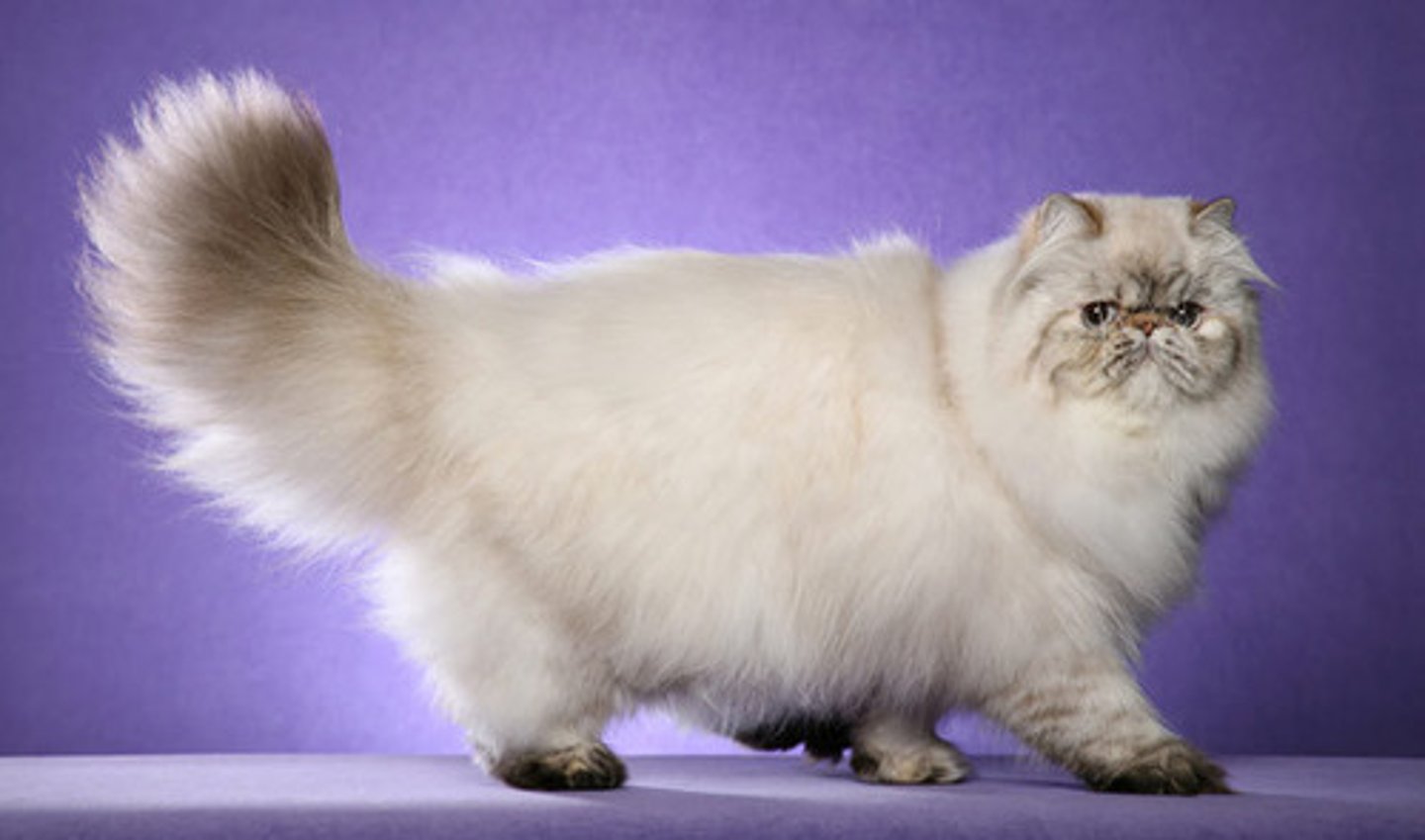 <p>- colorpoint persian = himalayan</p><p>- cobby body type with thick and dense undercoat</p><p>- shortened muzzle and jaw, overshot lower jaw and wide face = brachycephalic</p><p>- can have blocked tear ducts, abnormal alignment of teeth and a hard time breathing</p>