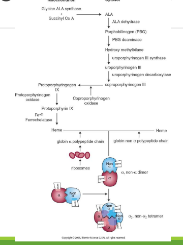 <p>Hemoglobin F</p>