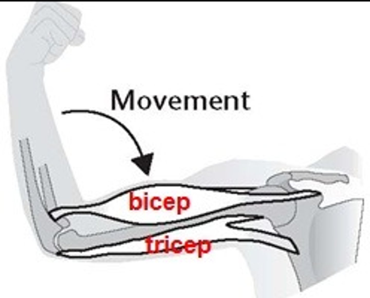<p>Example: biceps (two origins), triceps (three origins)</p>