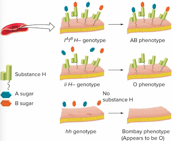 <p><em>H_ </em>= polymer H added to RBCs.<br><em>hh </em>= no polymer H added to RBCs.</p><p>If no polymer H, no sugar can be added regardless of <em>I </em>gene allele present.<br><em>hh </em>= always resembles blood type O, regardless of gene <em>I</em>. <br><em>hh </em>is epistatic to gene <em>I</em>.</p>