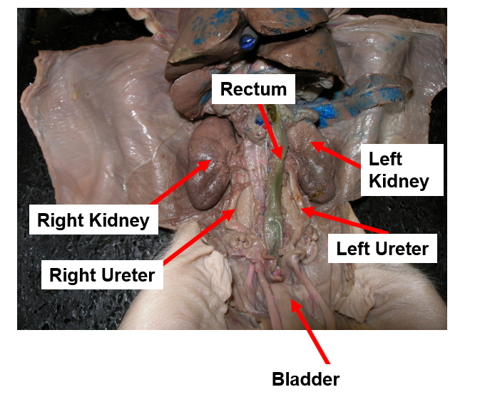 <p>urinary system</p>