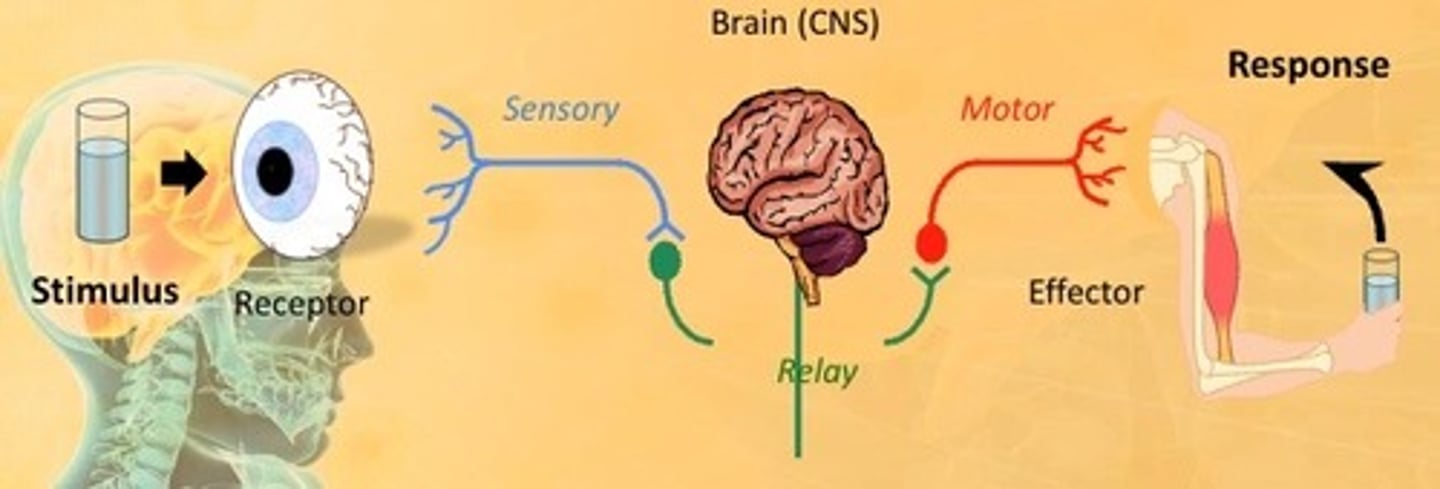 <p>The nervous system communicates information via a stimulus-response model:</p><p></p><p>Stimuli <em>(internal or external)</em> are converted into electrical signals by receptors</p><p></p><p>Effectors <em>(muscles or glands)</em> convert the electrical signals into a response</p>