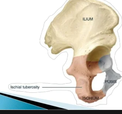 <p>Large, rough surface of a bone</p><p>ex: Tubercle of humerus</p>