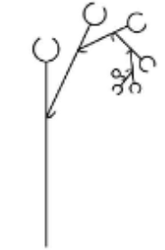 <p>Cymes inflorescence</p>