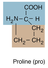 <p>Pro [P]; rigid, ring structure; creates kinks or bends and is known as a "helix breaker"</p>