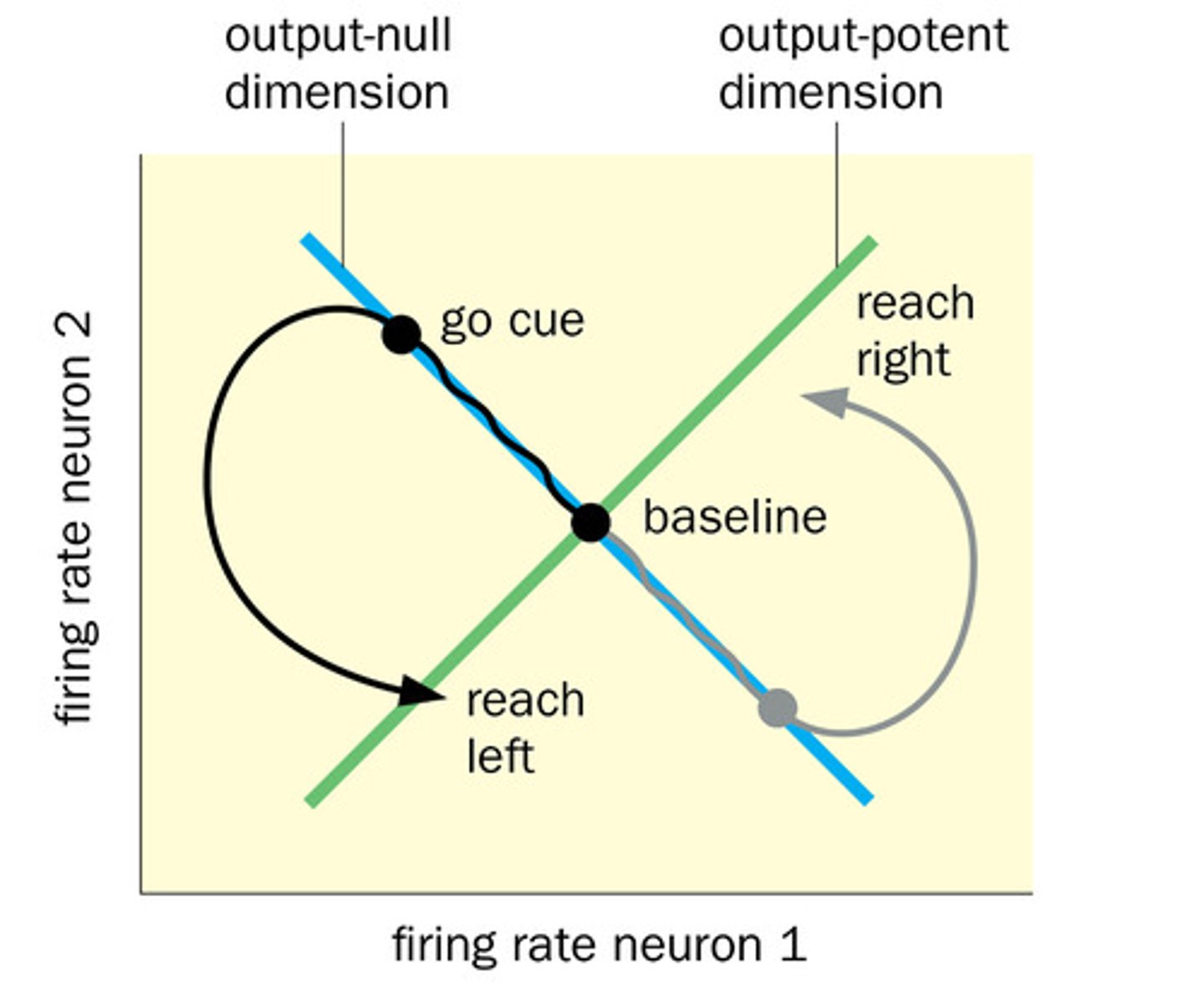 <p>- in this specific case, the output null line is when one neuron is very active and the other is silent... as long as the state is on the line there's no movement even though one neuron is active</p><p>- breaking out of the line can drive movement, and different regions corr to diff behaviors (both active-> reach right behavior, both inactive->reach left)</p><p>- the system then returns to the out null space after the behavior until the next acton... some continuous premotor activity can correspond to no movement</p><p>-relative patterns and which subspace the state occupies determine whether and what movement occurs.</p>