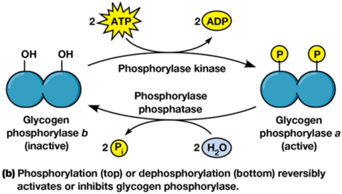 <p>=omkeerbaar</p><p>de activiteit van enzymen kan gereguleerd worden door de gamma fosfaat te binden op de zijketens van enzymen door kinasen: substraat + ATP -> ADP + gefosforyleerde substraat</p><p>Defosforylatie is door fosfatasen! Product + H2O -> substraat + Pi</p><p>2 totaal verschillende reactievergelijkingen, ze zijn wel beide onomkeerbaar daarom dat ze elkaar nodig hebben</p><p>(anders verwaarloosbare snelheid)!</p><p>• Betrokken aminozuren hebben een hydroxyl (-OH) in R-groep.</p><p>• Fosforylatie en defosforylatie reacties zijn niet elkaars omgekeerde en zijn ieder essentieel onomkeerbaar</p>
