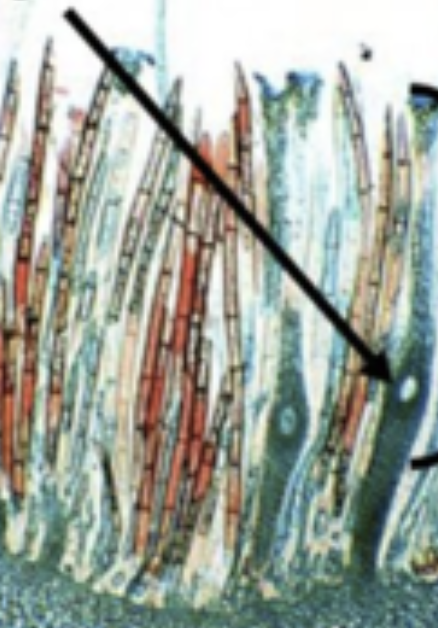 <p>What is the arrow pointing to?</p>