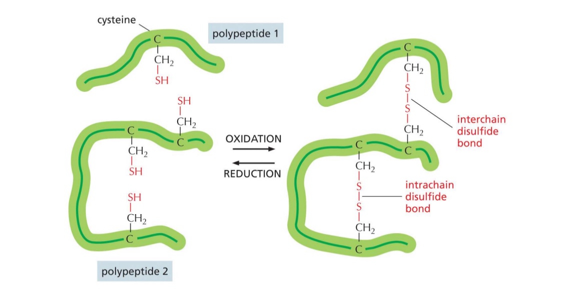 <ul><li><p>can form disulfide bonds — (oxidation form, reduction break)</p><ul><li><p>both interchain and intrachain</p></li></ul></li><li><p>covalent bond creates stability</p></li><li><p>“staple”</p></li><li><p>often used in structural proteins</p></li></ul><p></p>