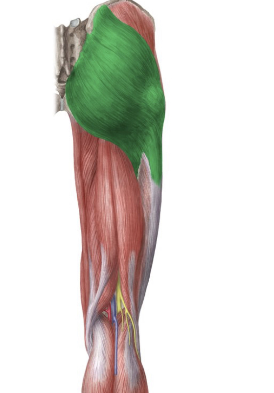 <p>Identify the highlighted muscle</p>