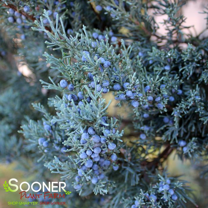 <ul><li><p>conifer</p></li><li><p>seeds are not fruit</p></li></ul><p></p>