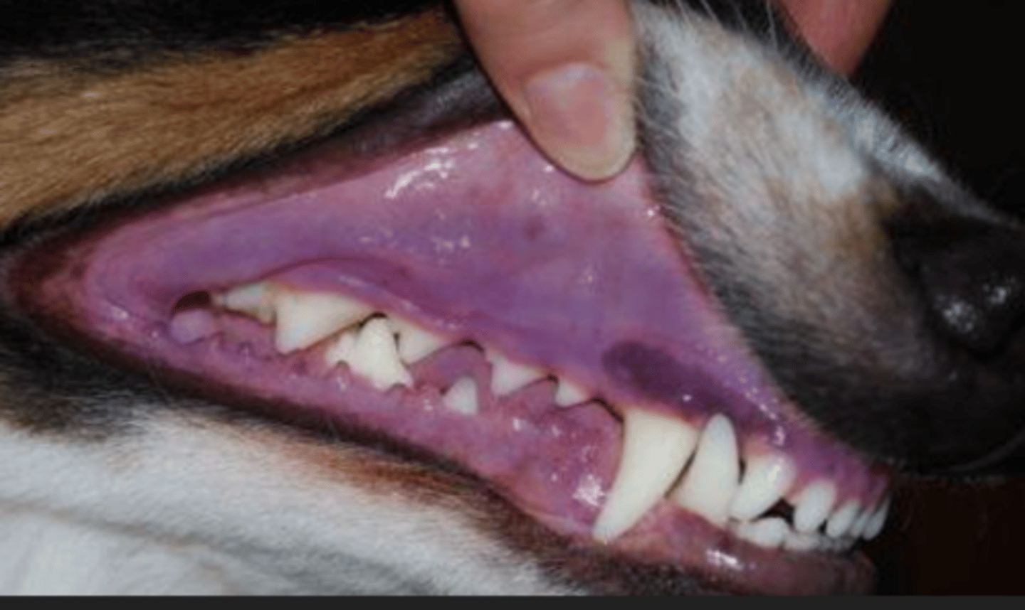 <p>cyonotic mucosa appears what color? what disease is a possible cause and why?</p>