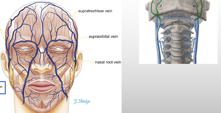 <p>drains blood from face</p>