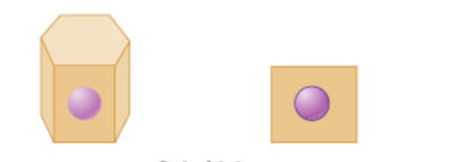 <p>square; looks like dice</p>