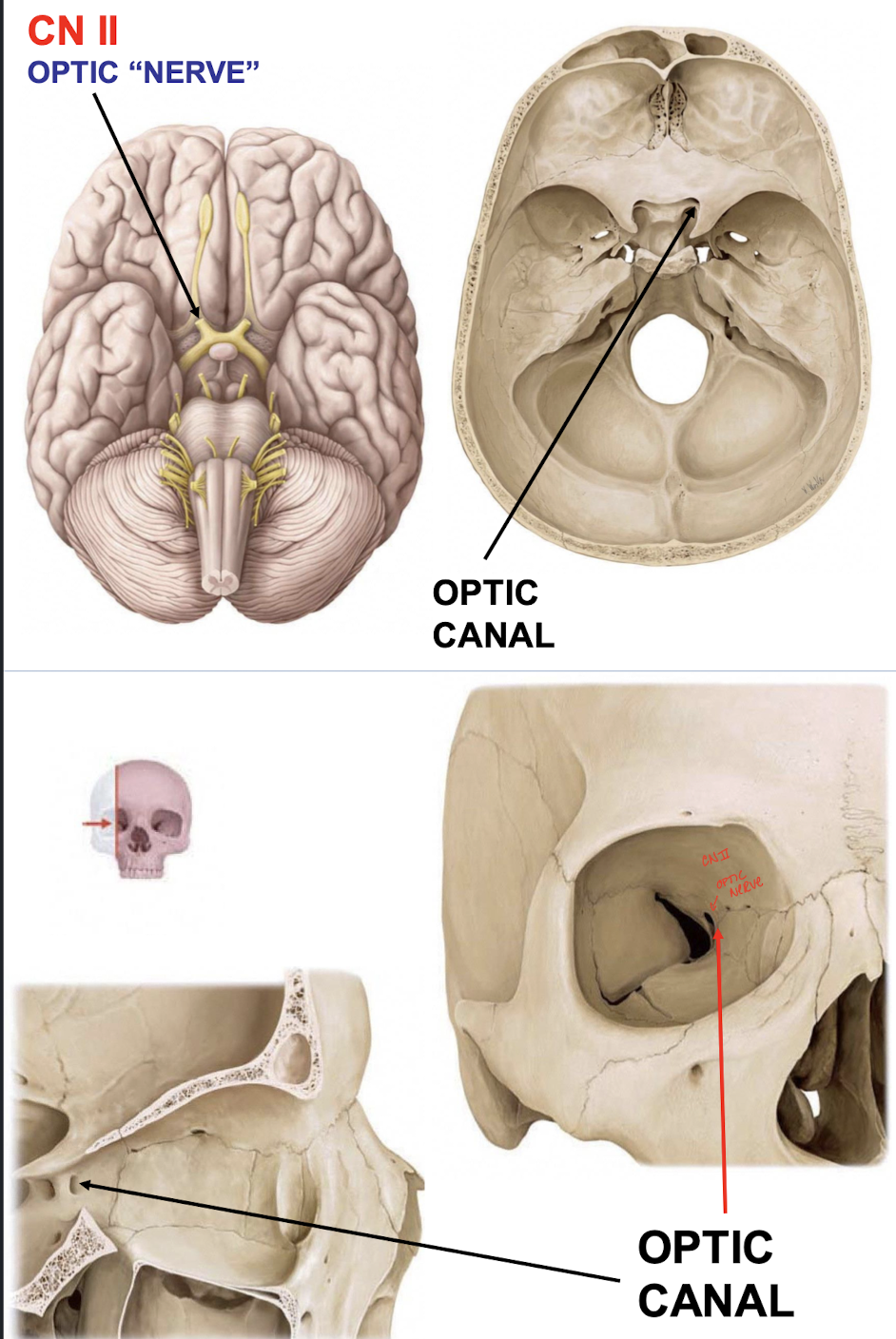 <p>CN II and the opthalmic artery to the orbit</p>
